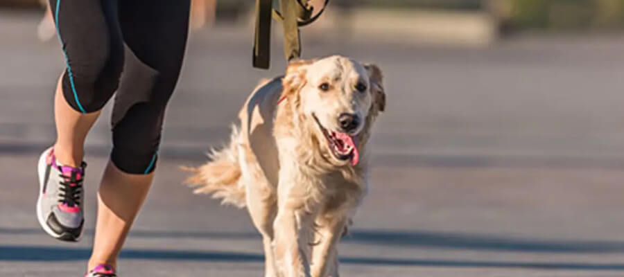 Is Your Dog Getting Enough Exercise? Signs and Tips for Pet Owners